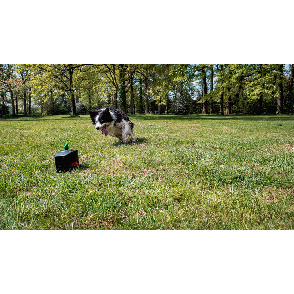 Dog Comets Star Chaser