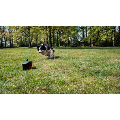 Dog Comets Star Chaser