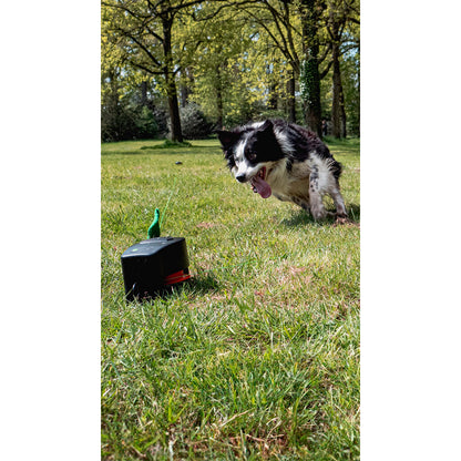 Dog Comets Star Chaser