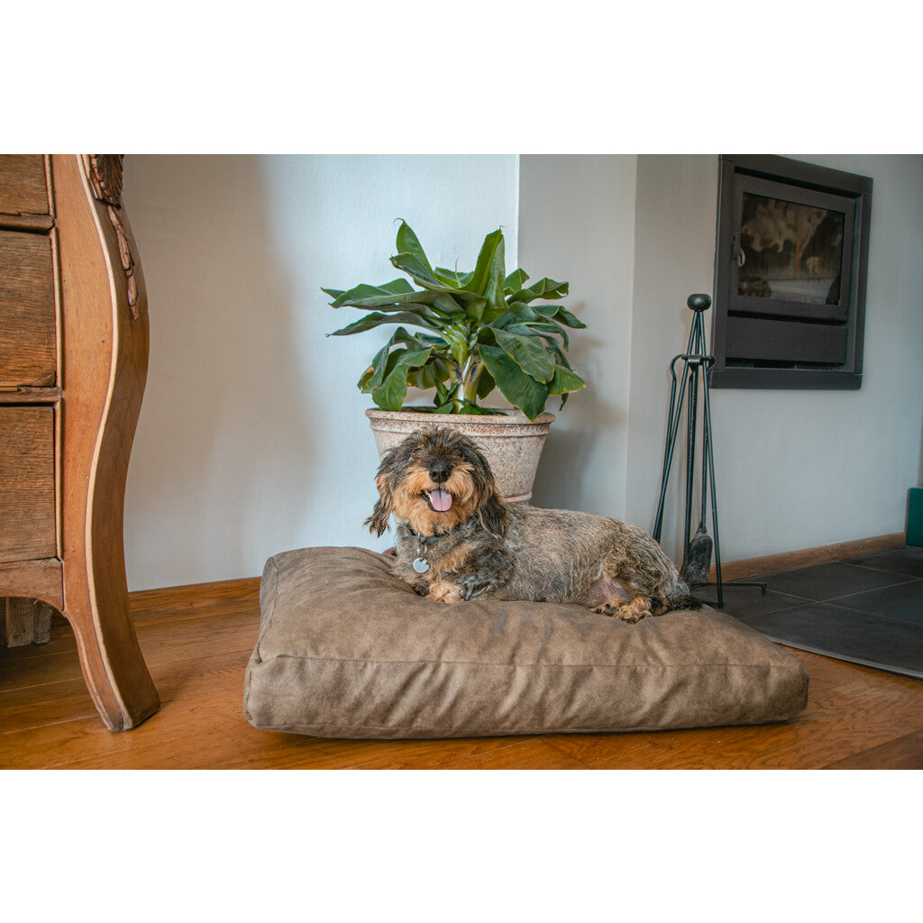 Let's Sleep Plush Pillow Hondenkussen